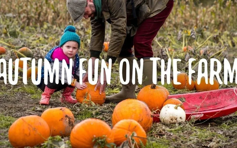 Bluebells - Autumn on the Farm - Derby Days Out