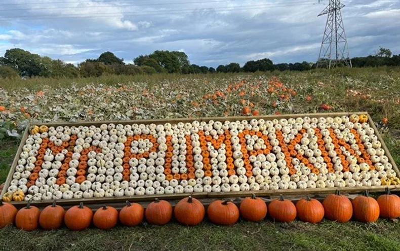 Mr Pumpkin Pumpkin Picking - Derby Days Out
