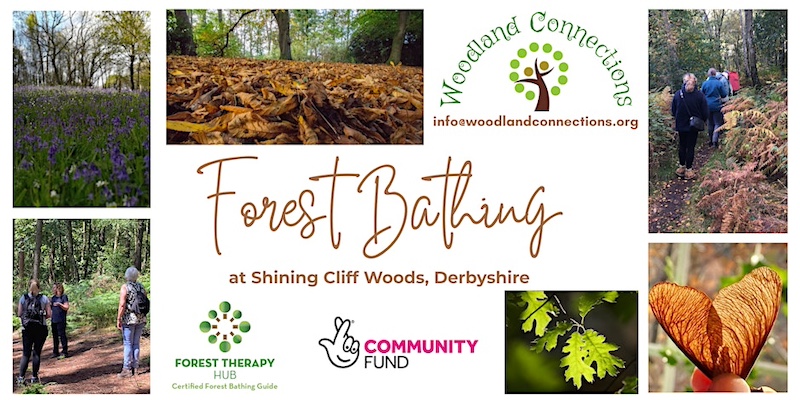 Forest Bathing in Shining Cliff Woods - Derby Days Out