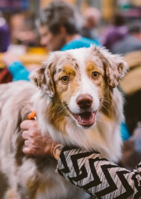 Derby Dog Show - Derby Days Out